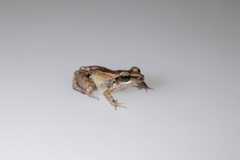 Media type: image;   Herpetology A-148550
